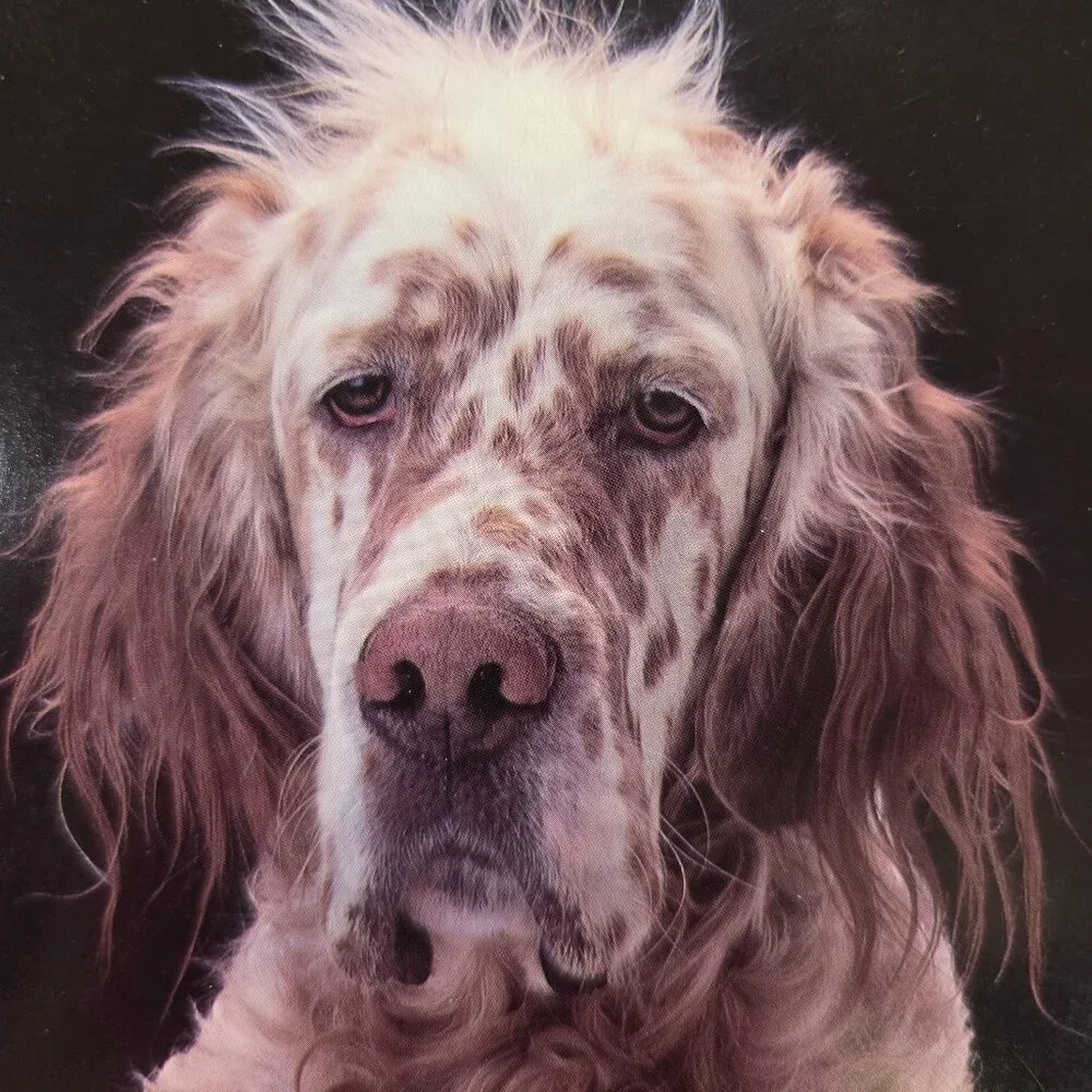 Vintage 1970s Spaniel Dog EVER HAVE ONE OF THOSE DAYS? Cute Postcard Unused